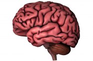 The Human Brain article
